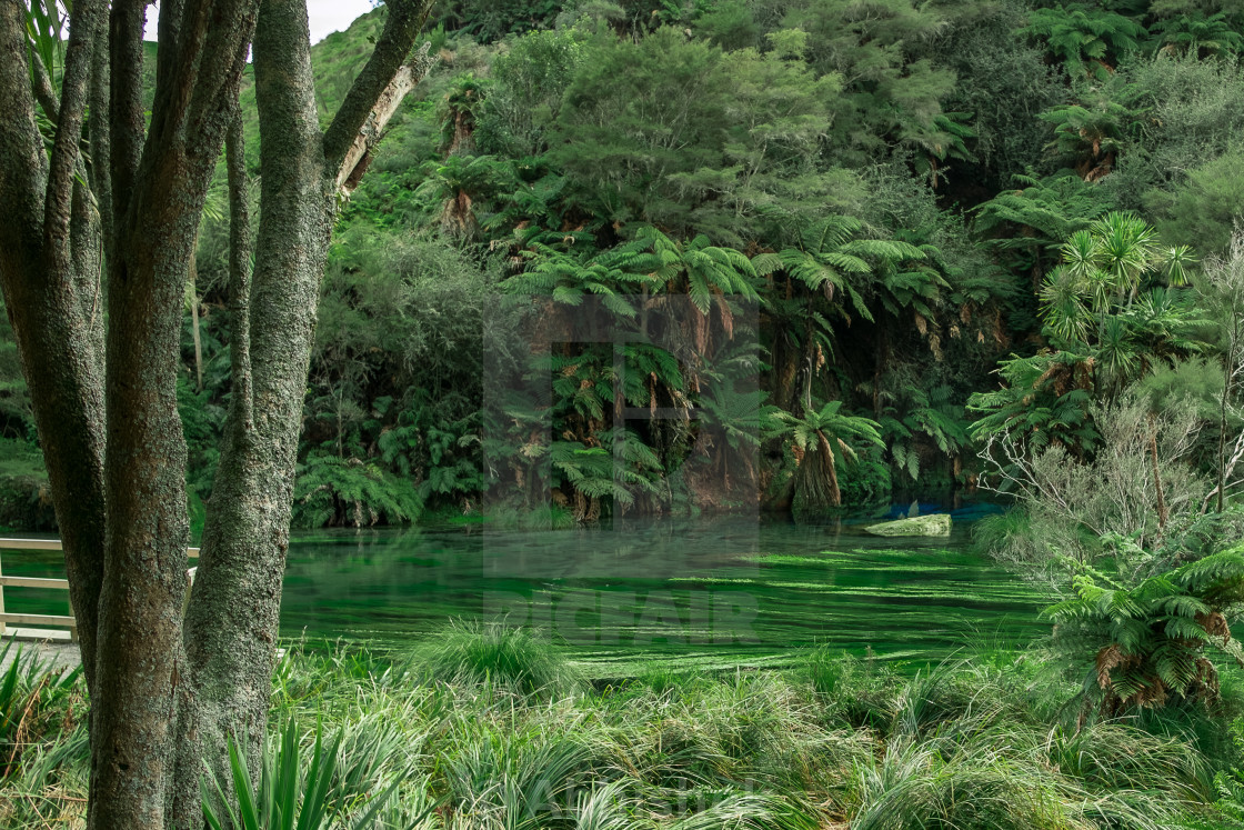 Blue Spring License Download Or Print For 12 39 Photos Picfair