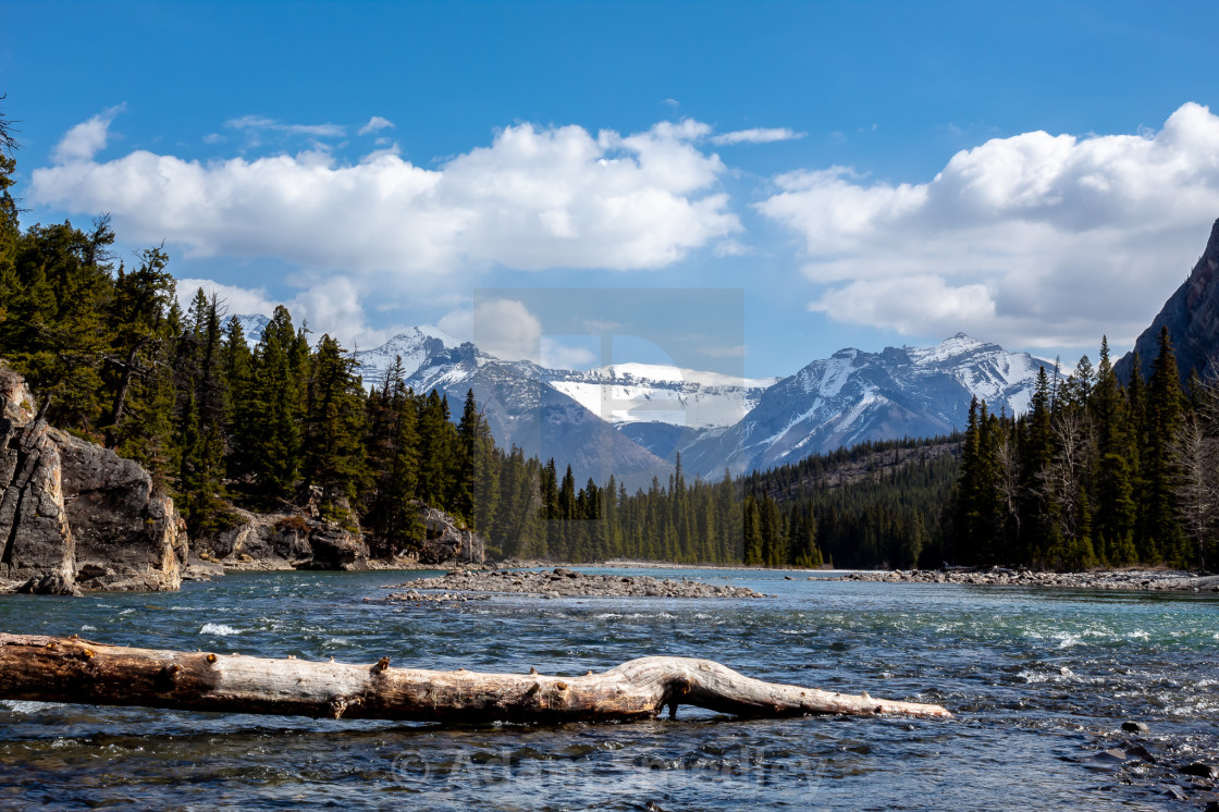 "Fallen tree on the Bow River" by Adam Smedley - $7.72 "Fallen tree on the Bow River" stock image