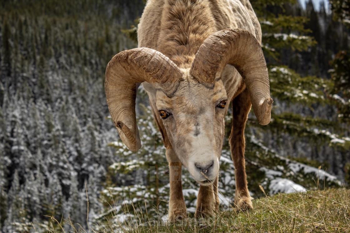 "Stares of a Big Horn Sheep" by Adam Smedley - $7.72 "Stares of a Big Horn Sheep" stock image