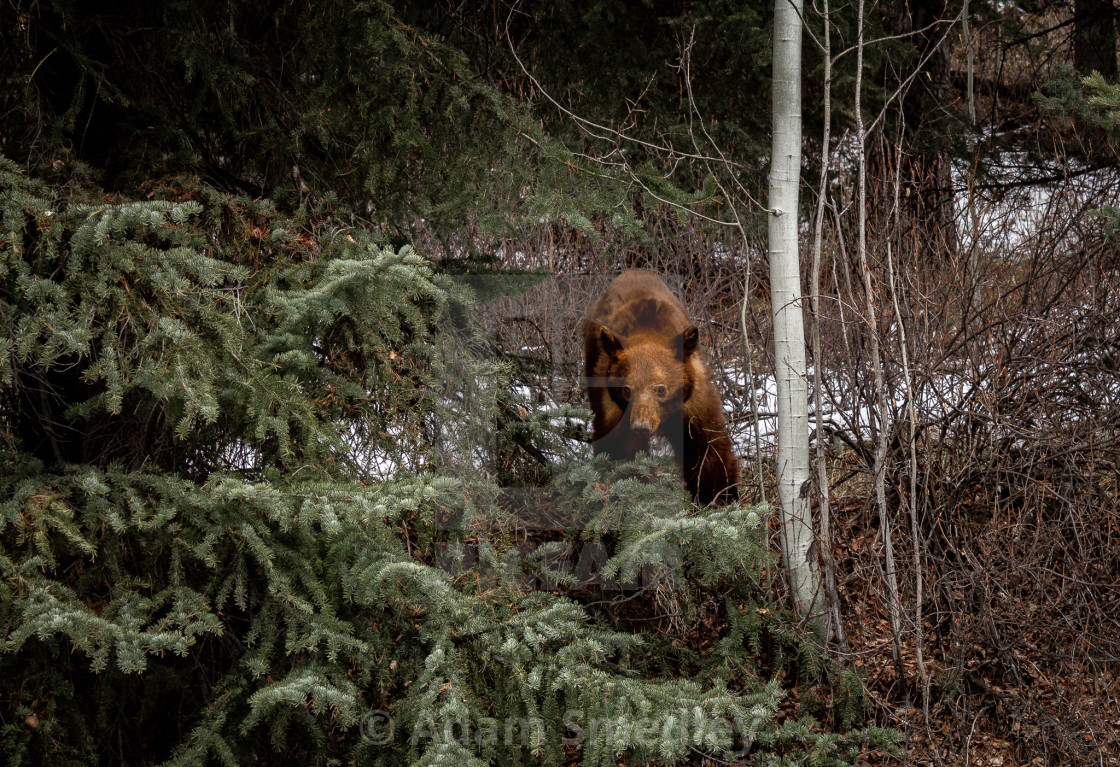 "A Game of Hide and Seek" by Adam Smedley - $7.72 "A Game of Hide and Seek" stock image