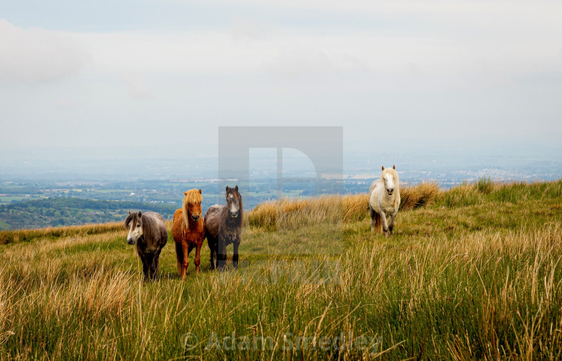 "The Family at Dawn" by Adam Smedley - $7.72 "The Family at Dawn" stock image