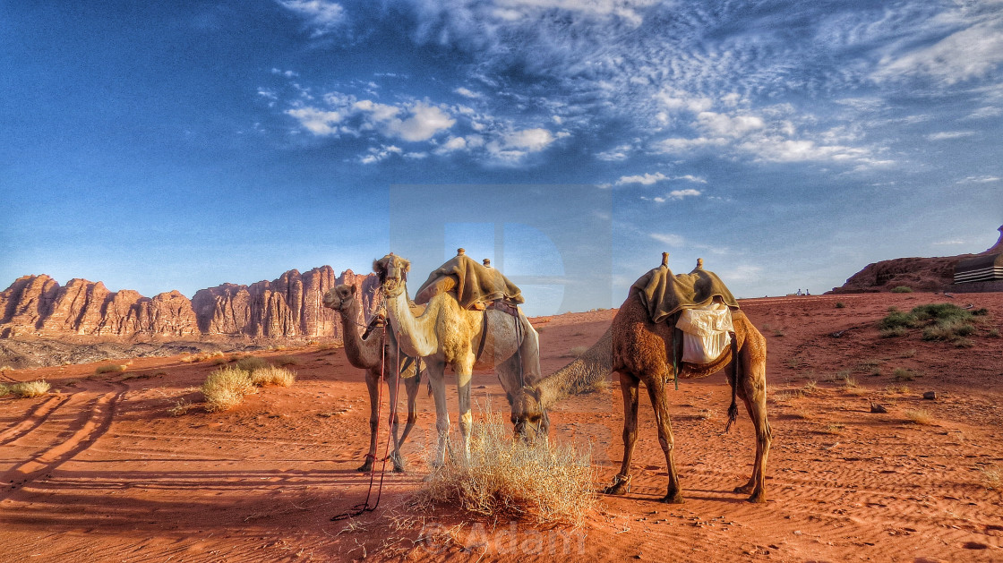 "Wadi Rum" stock image