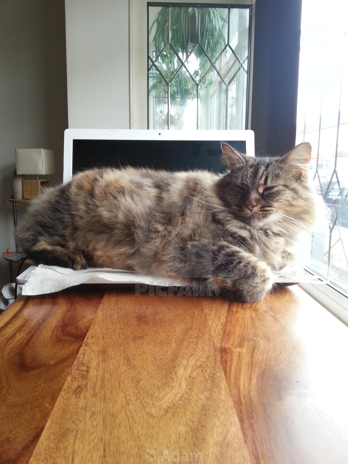 Cat Sleeping On Laptop License Download Or Print For 2 48