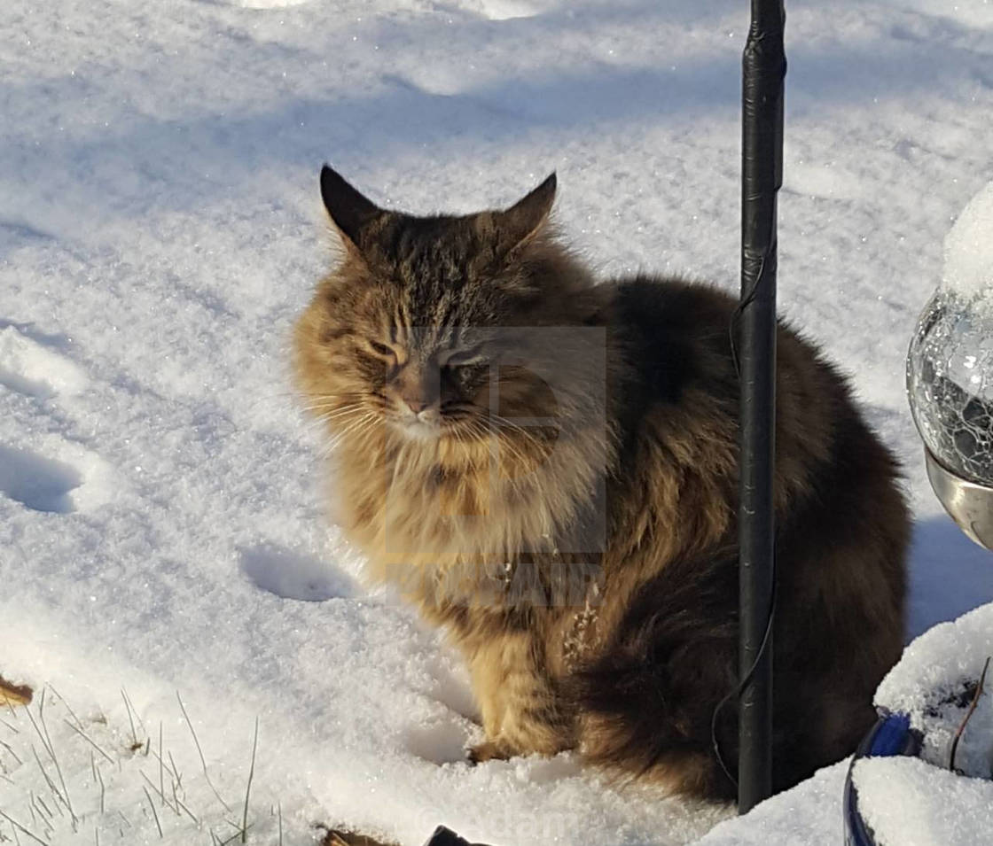 Cat Enjoying The Snow 2 License Download Or Print For