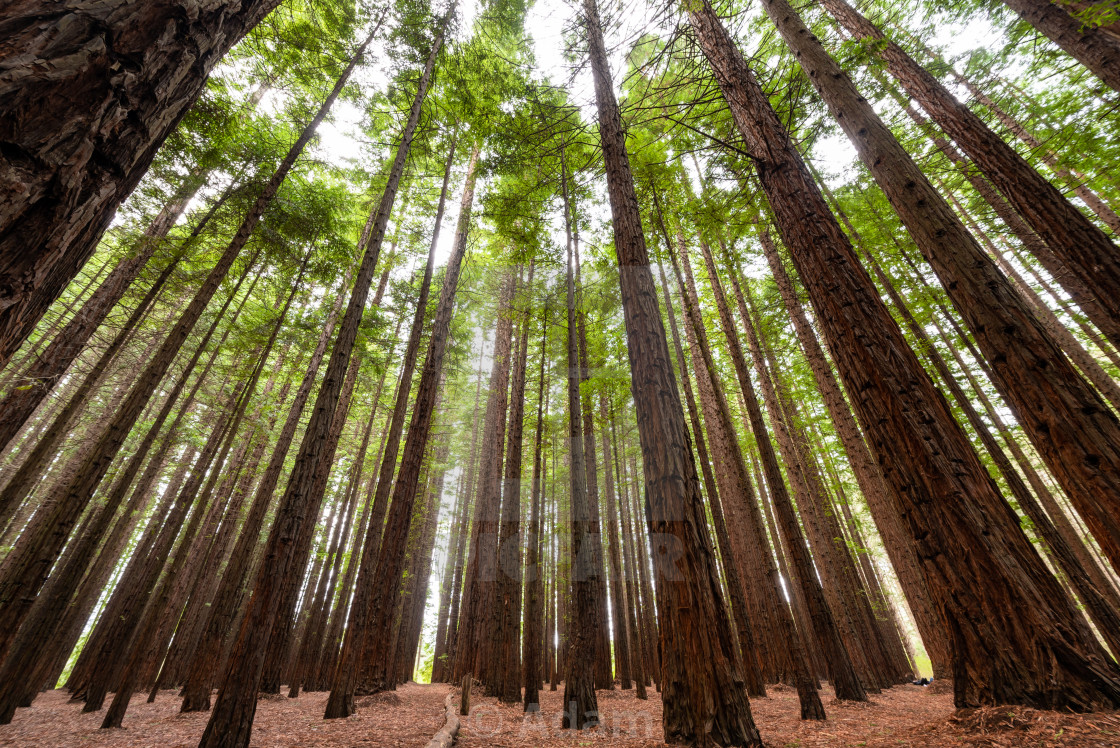 Warburton Yarra River Redwood Forest License Download Or