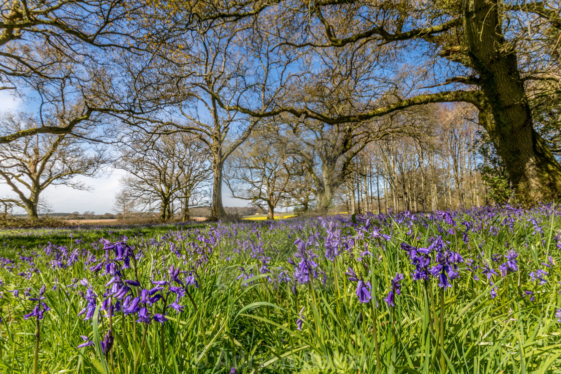 Cranborne Chase Dorset England License Download Or Print For 24 80 Photos Picfair