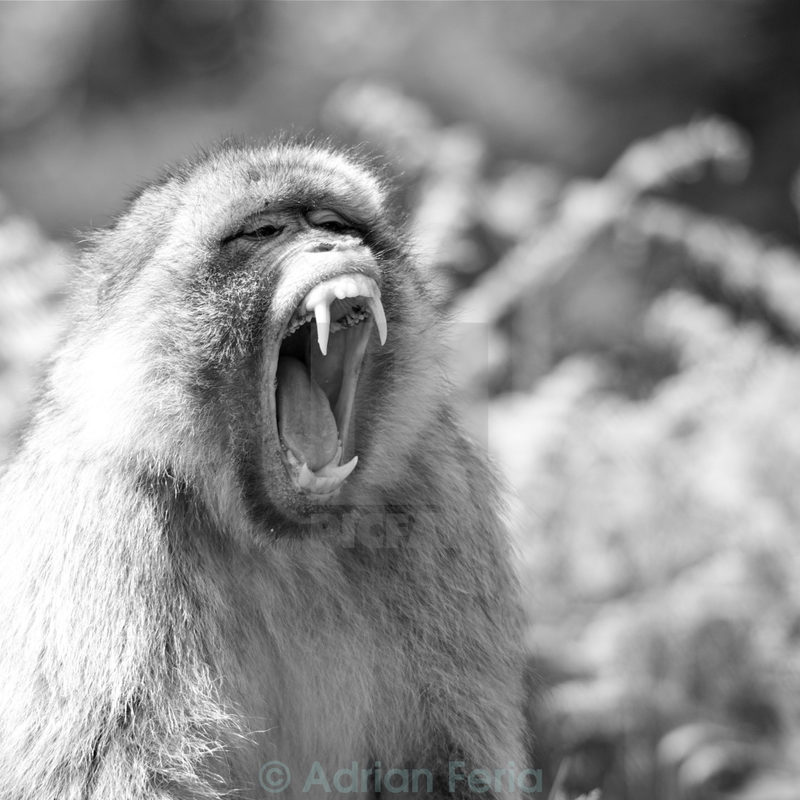 "Monkey Bares Teeth" stock image