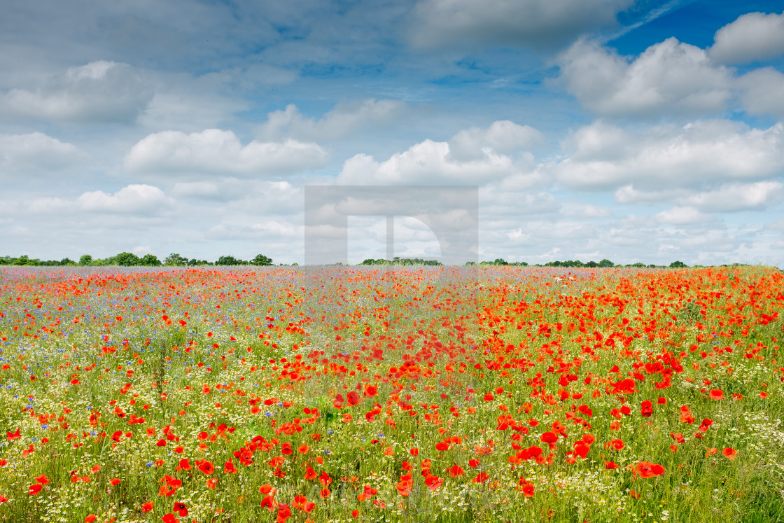 "British Wildflower Meadow Part 2" by Adrian Jones - $23.11 "British Wildflower Meadow Part 2" stock image