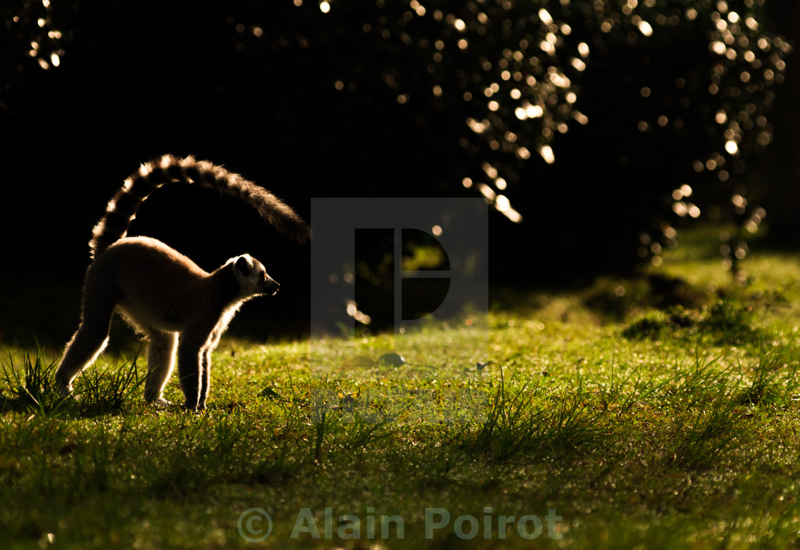 "Ring tailed lemur in morning sunlight, Madagascar" stock image