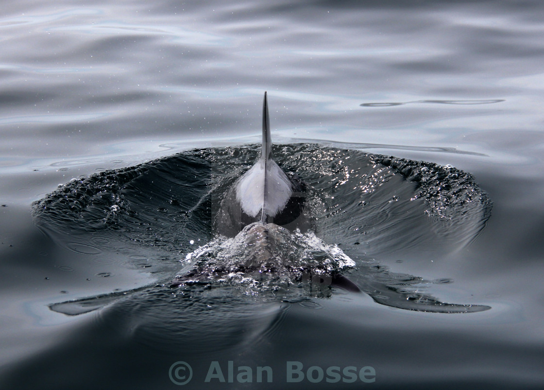 "Dolphin Breath 4" stock image