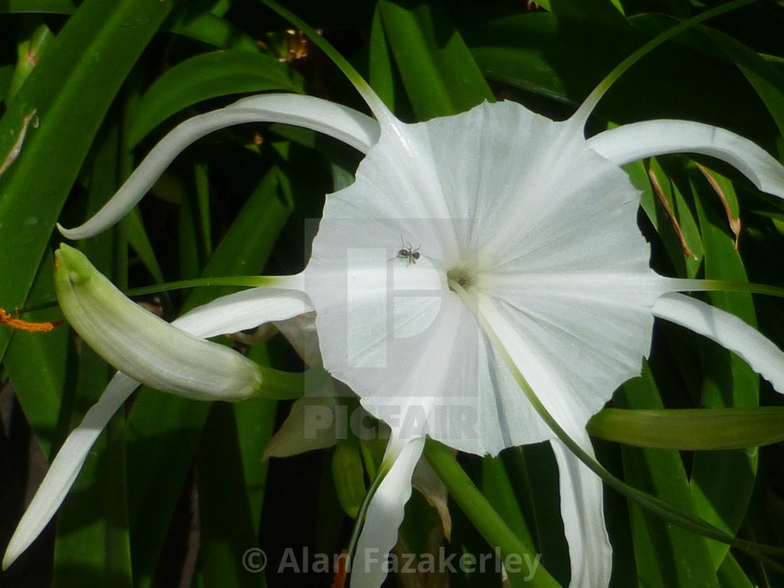 "A white Spider Lily plant with a visiting ant" stock image