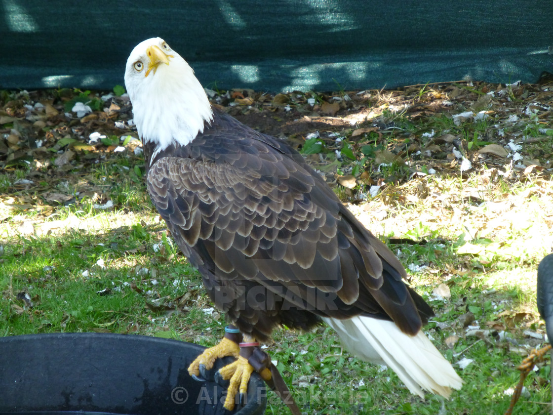 "A quizzical eagle" stock image