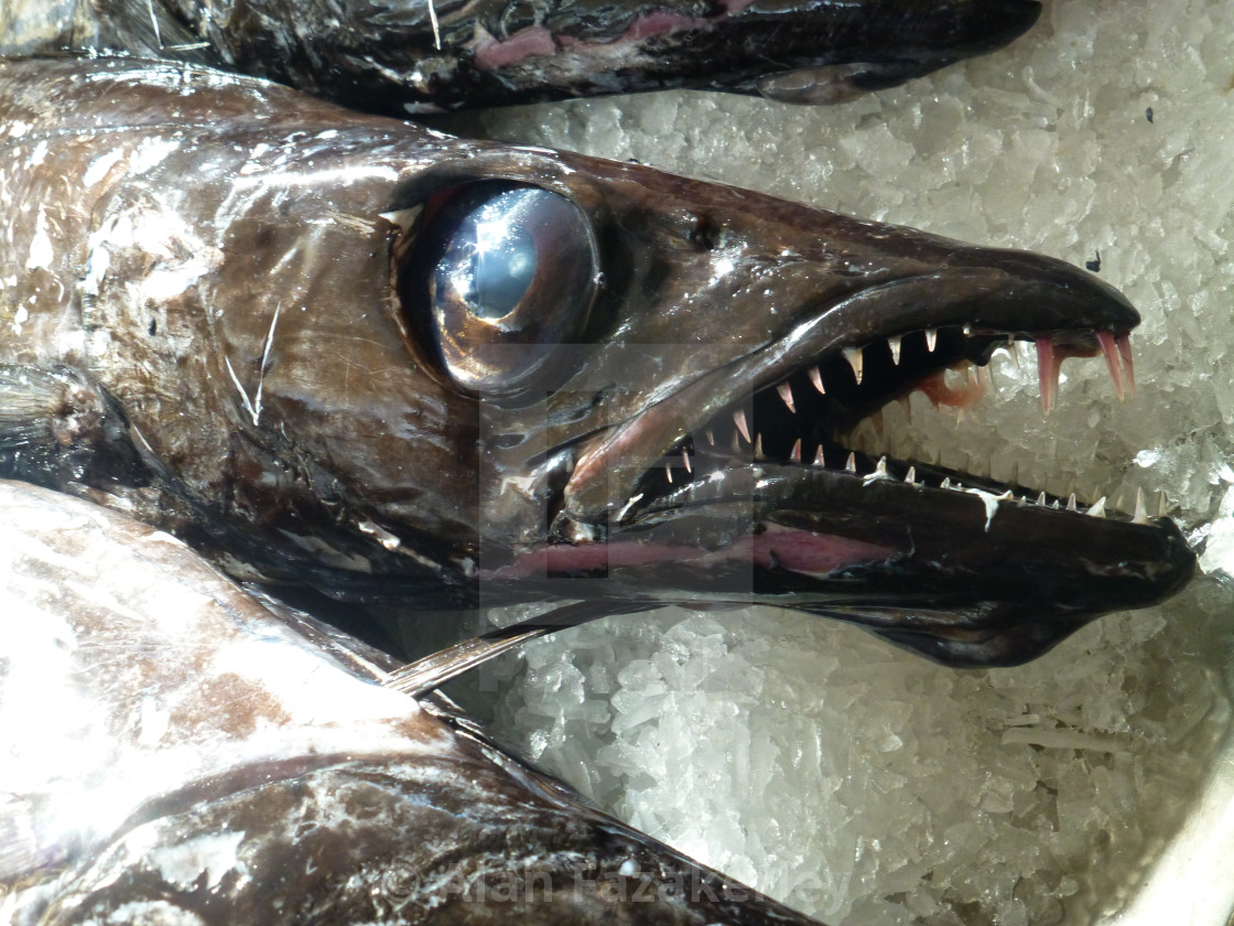 Scabbard Fish License Download Or Print For 5 00 Photos Picfair