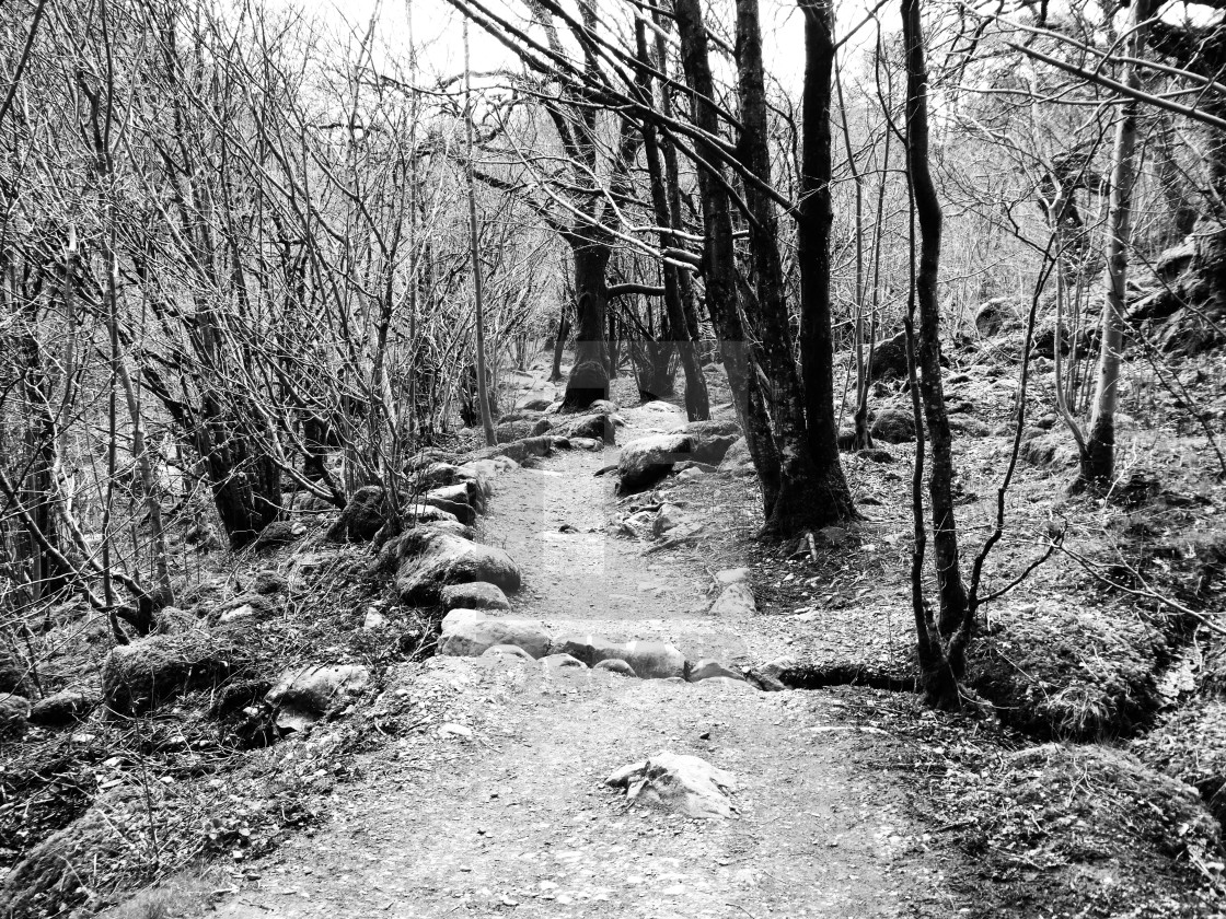 "Woodland path" stock image