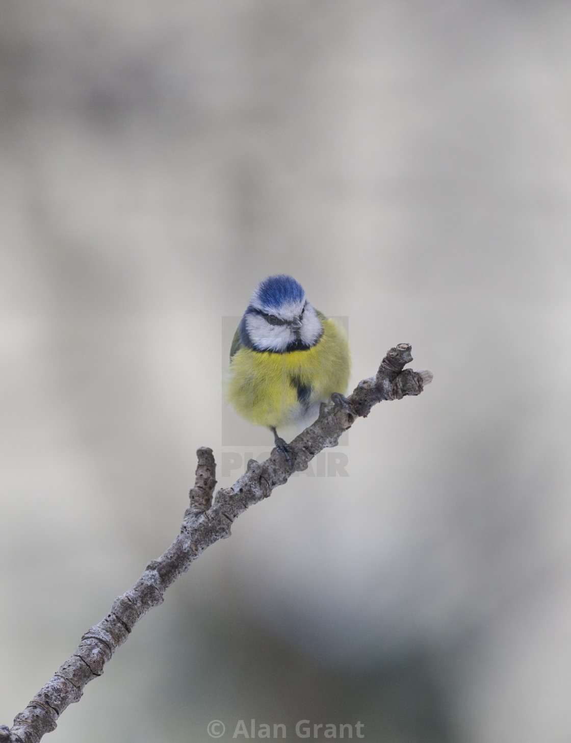 "Blue Tit in winter" stock image