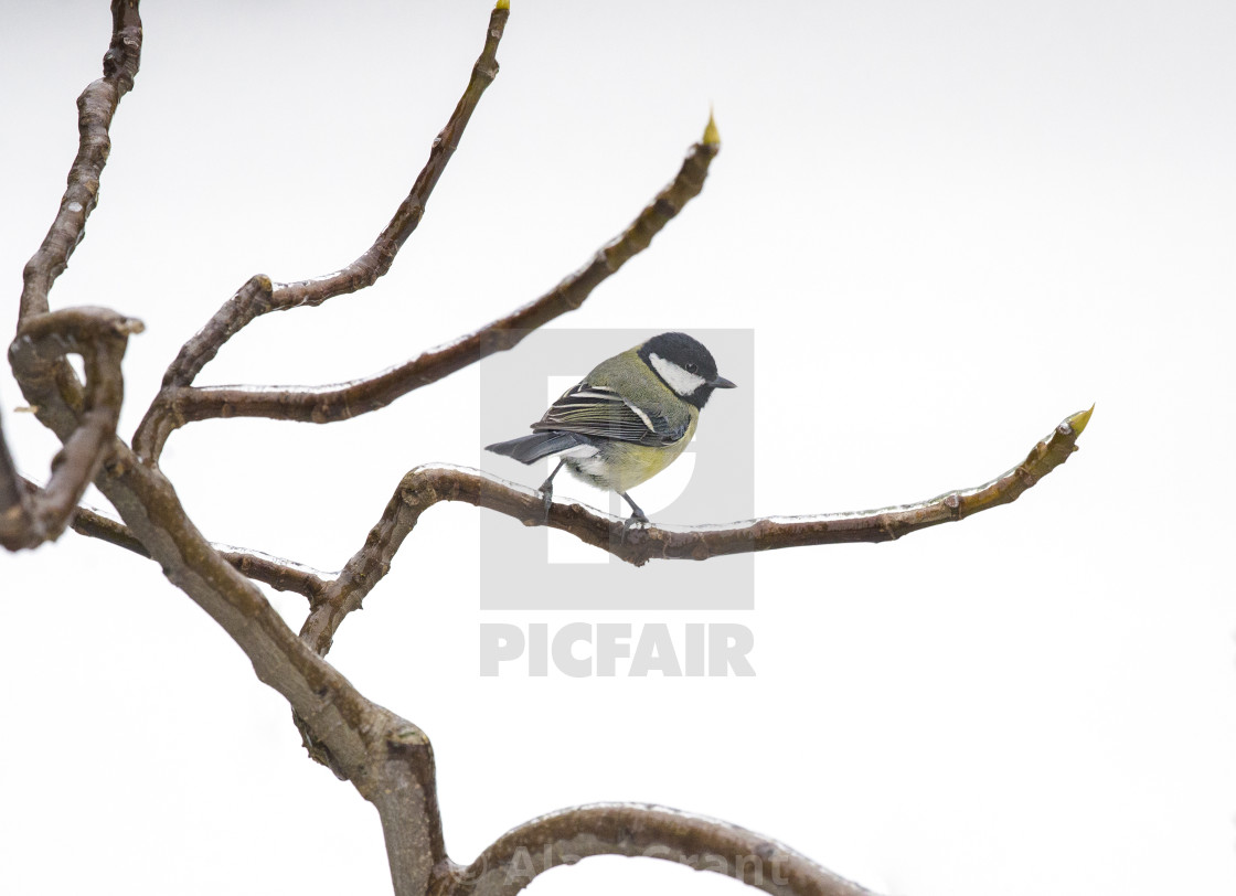 "Great Tit on icy branch" stock image