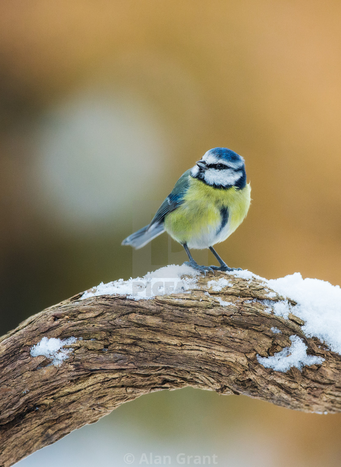 "Blue Tit on snowy branch" stock image