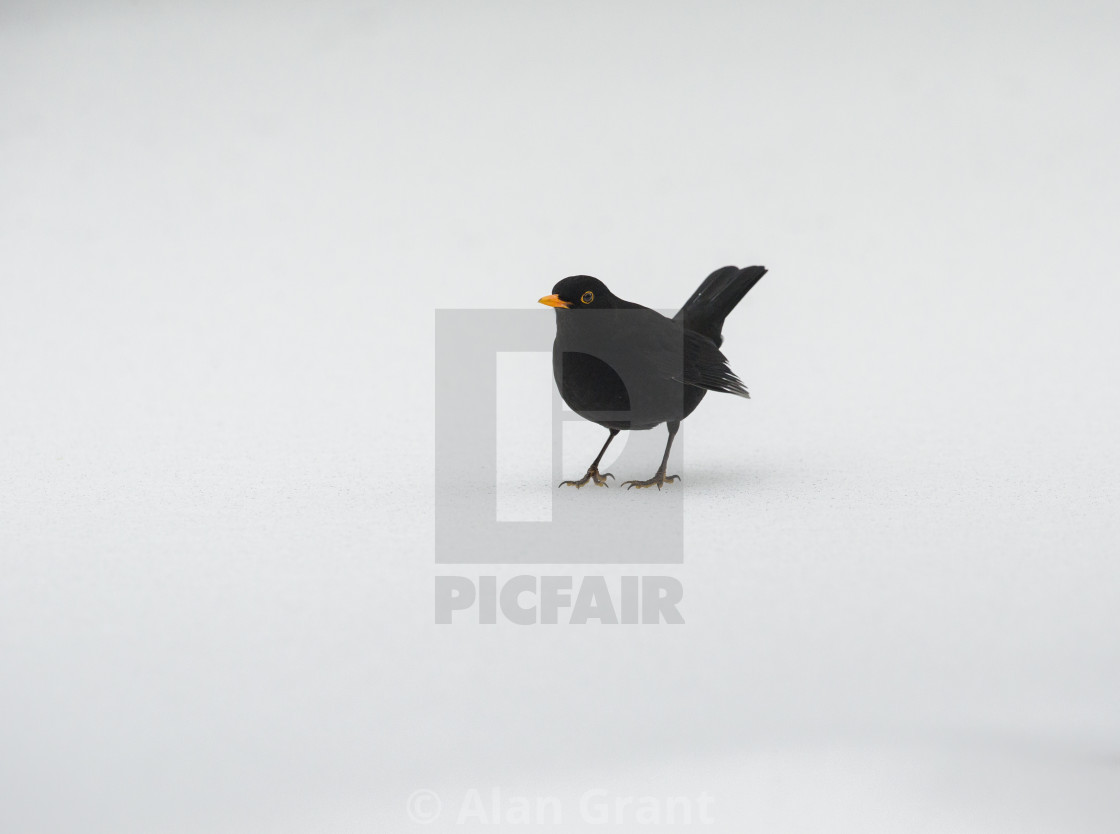 "Male Blackbird on snow" stock image