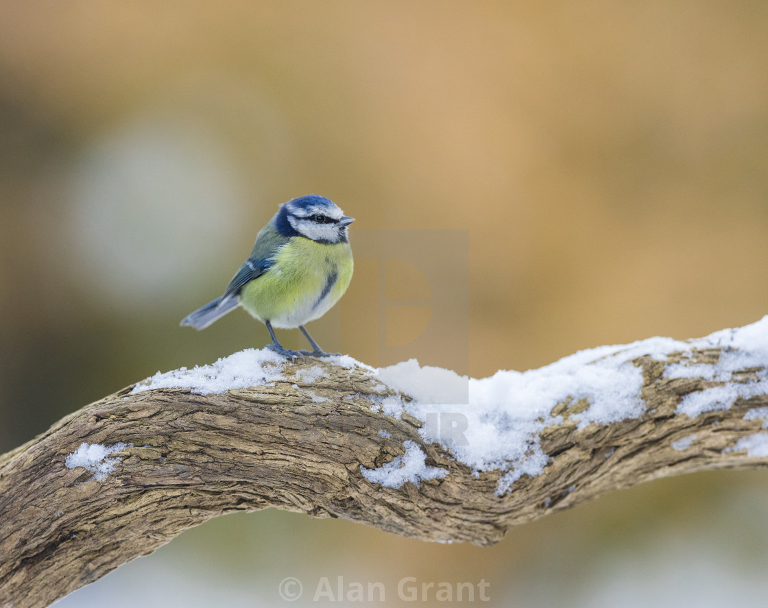 "Blue Tit on snowy branch" stock image