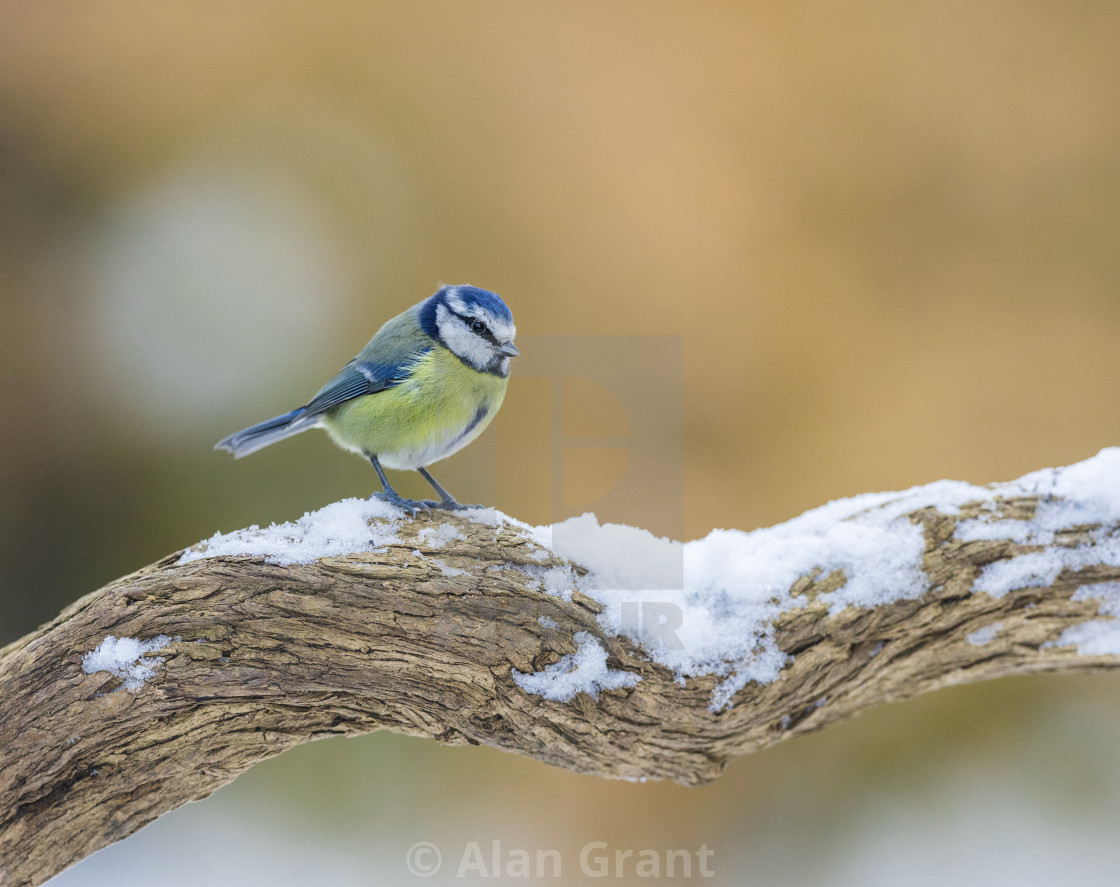 "Blue Tit on snowy branch" stock image