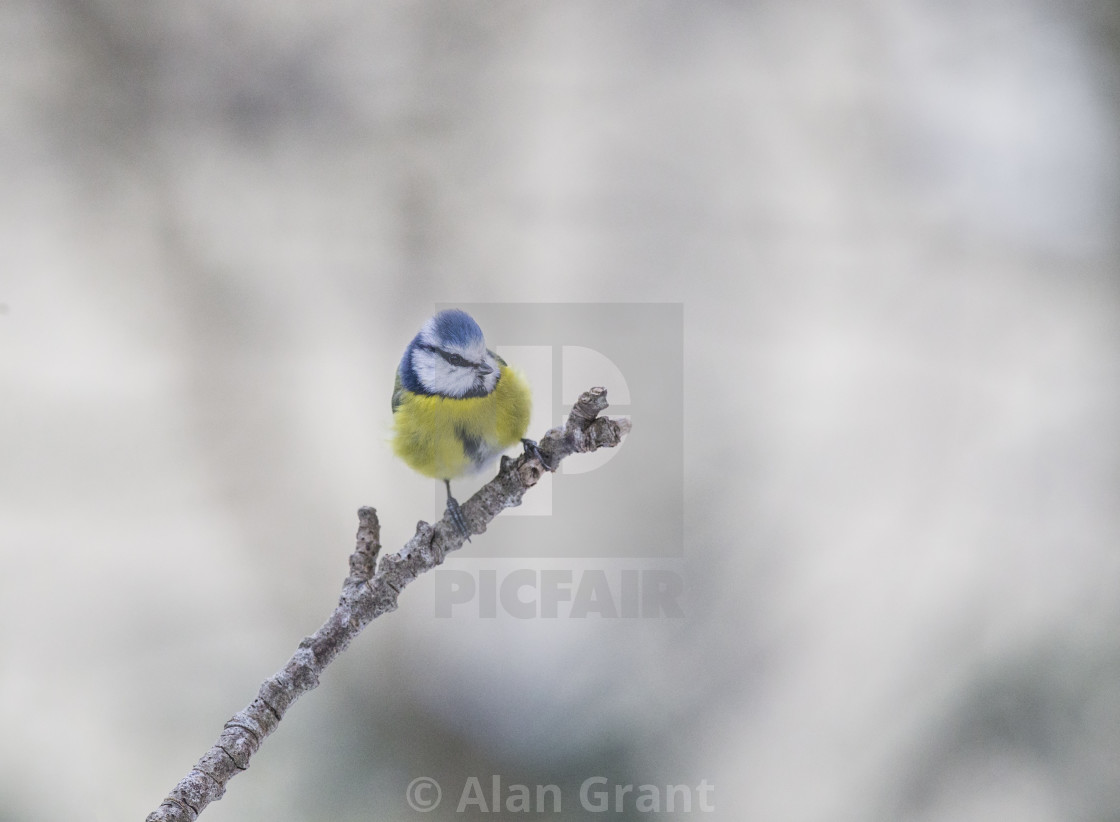 "Blue Tit on a perch in winter" stock image