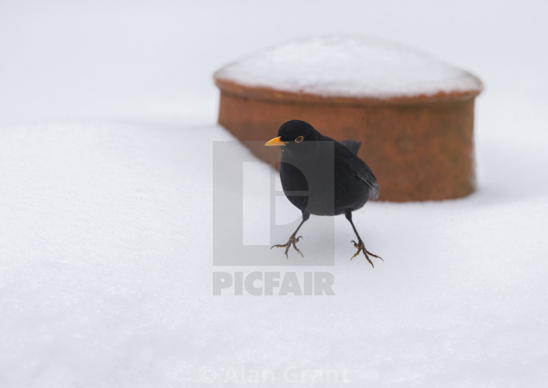 "Blackbird on frozen snow next to a chimney pot" stock image