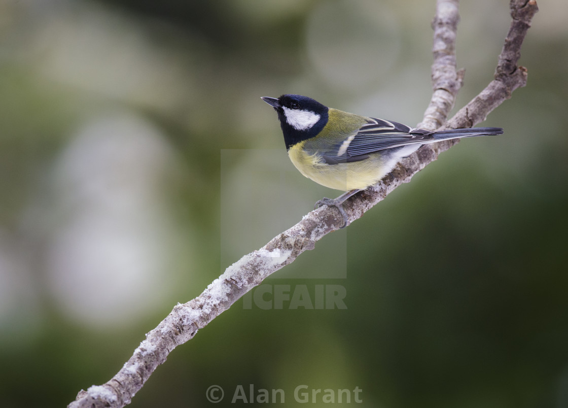 "Great Tit perched on a branch." stock image