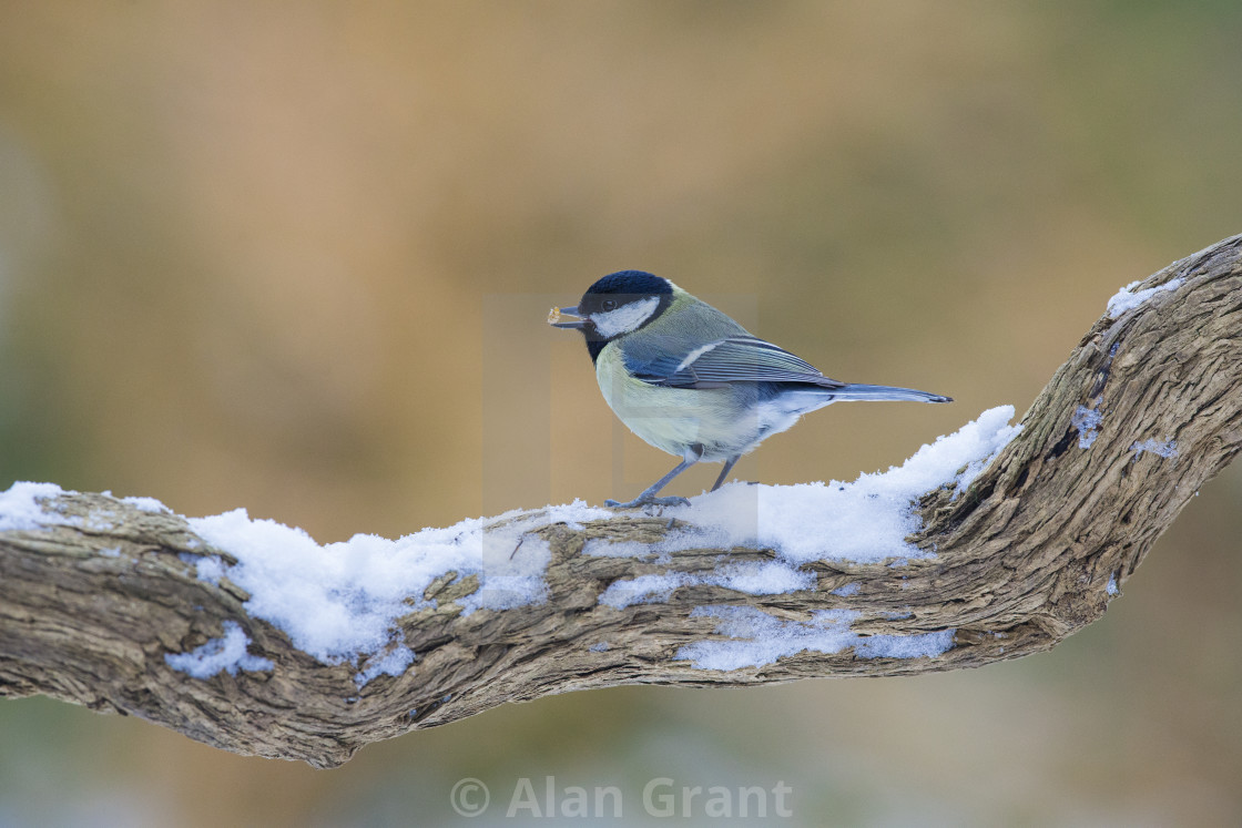 "Great Tit with seed in winter" stock image