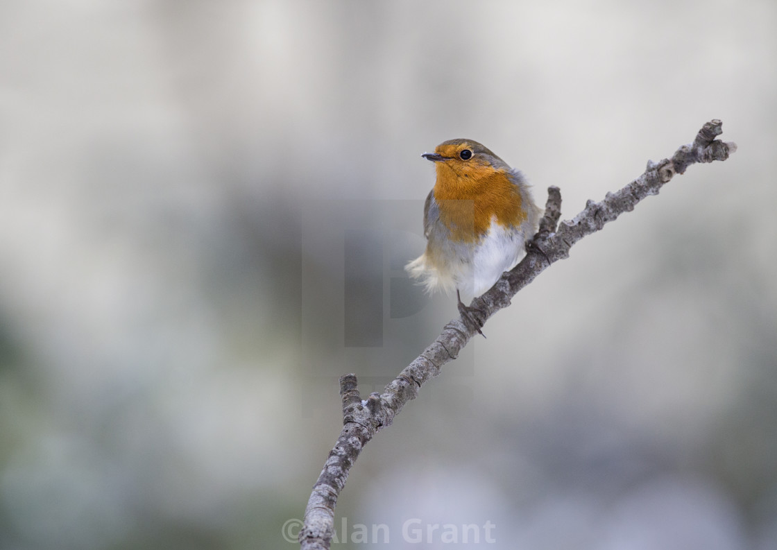 "Robin perched in winter" stock image