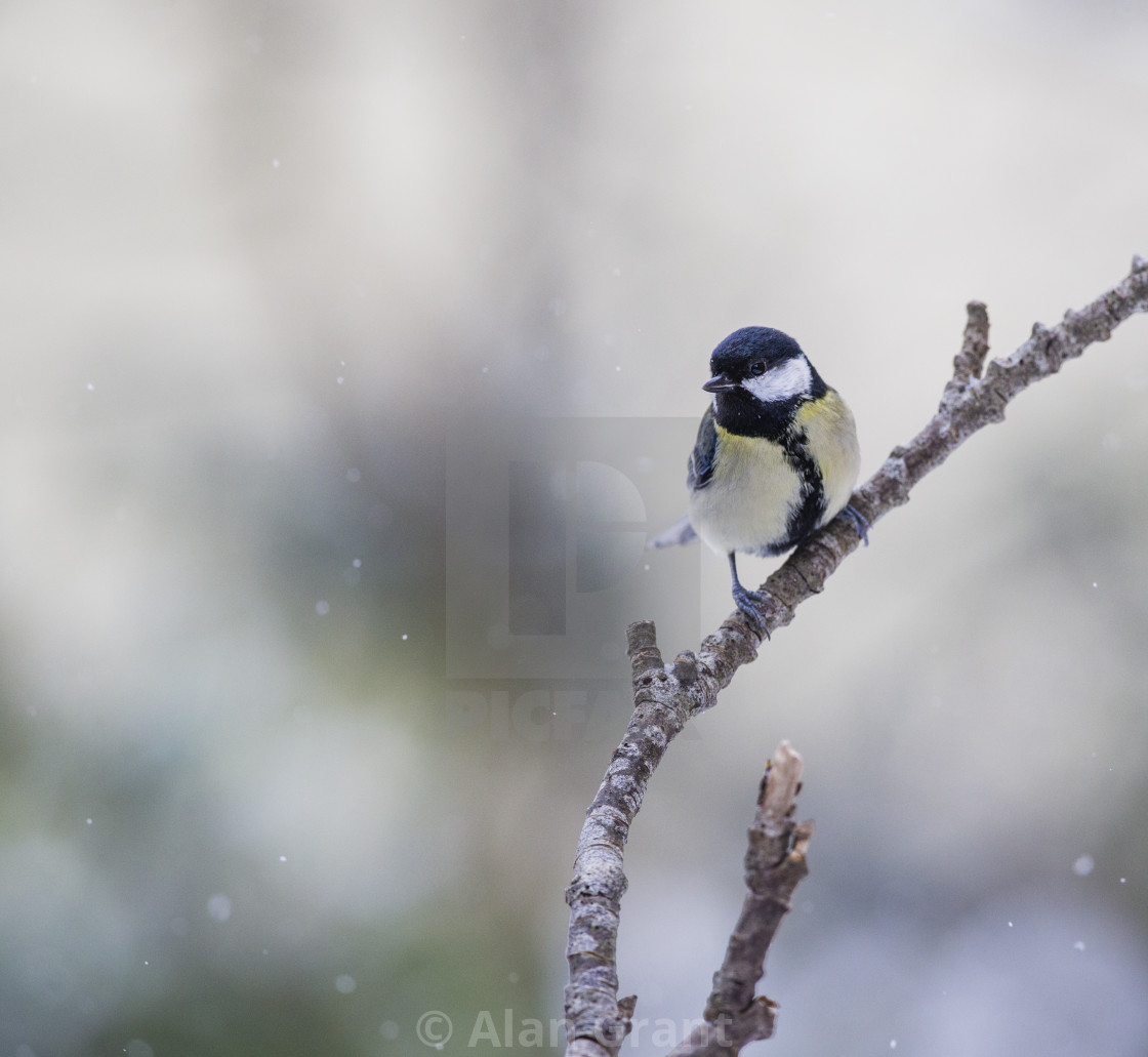 "Great Tit on branch with snow falling" stock image