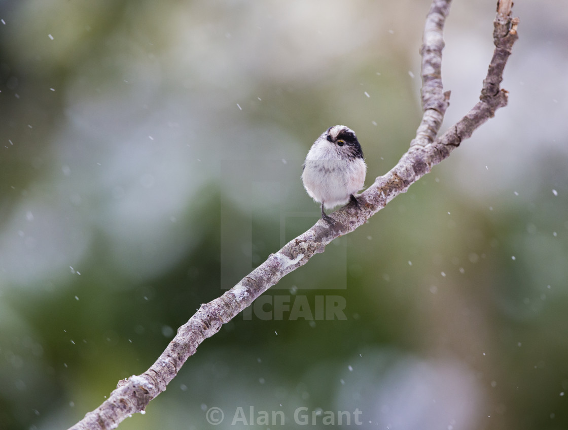 "Long-tailed Tit looking up at the snow falling" stock image