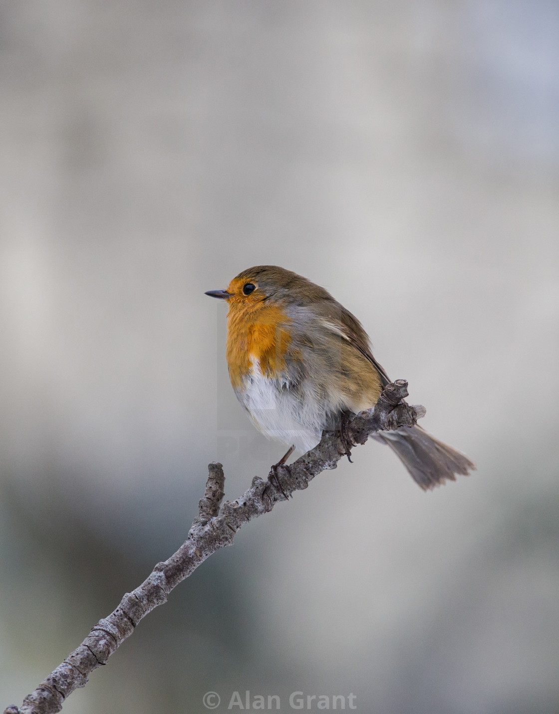 "Robin perched on a branch with clean background" stock image