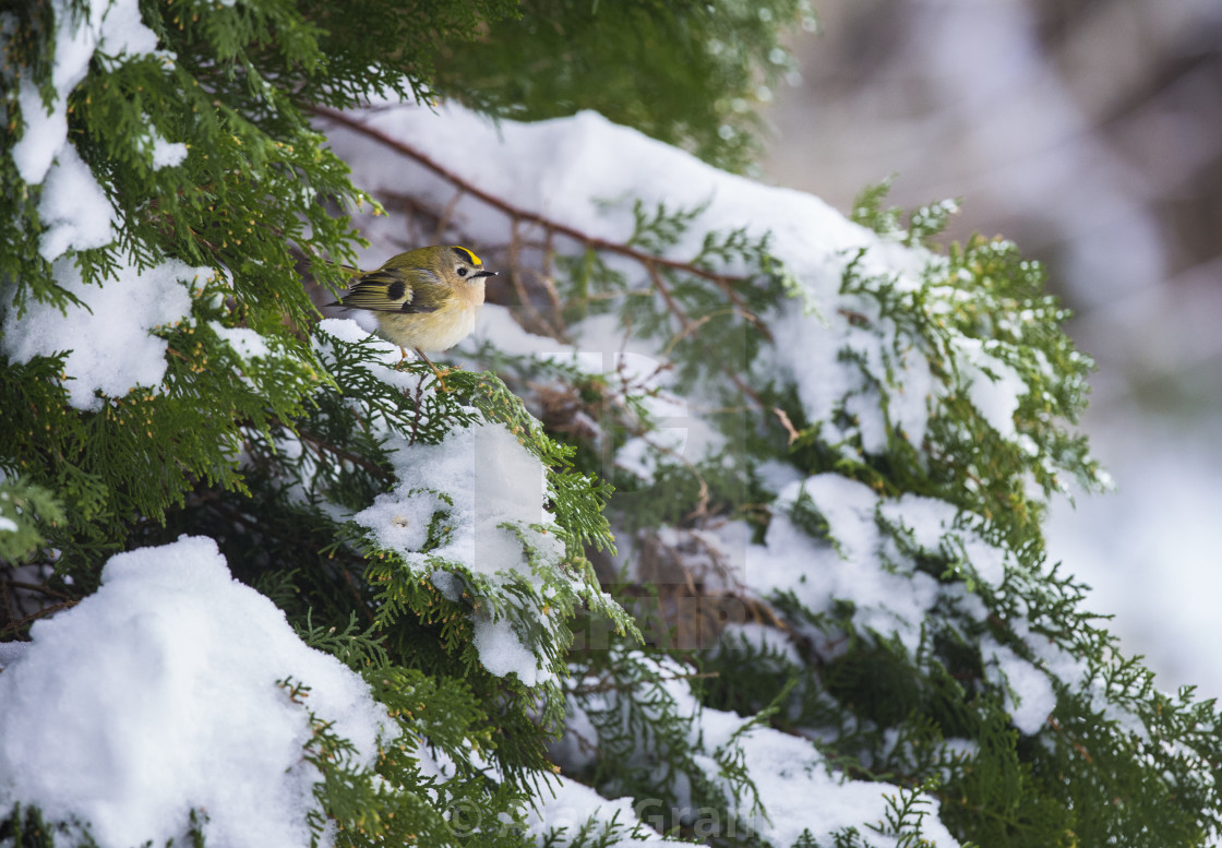 "Goldcrest on a fir tree in winter" stock image