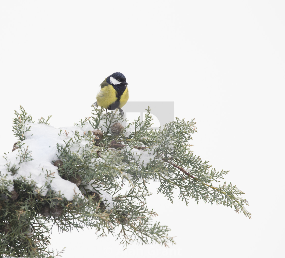 "Great Tit on snowy fir tree" stock image