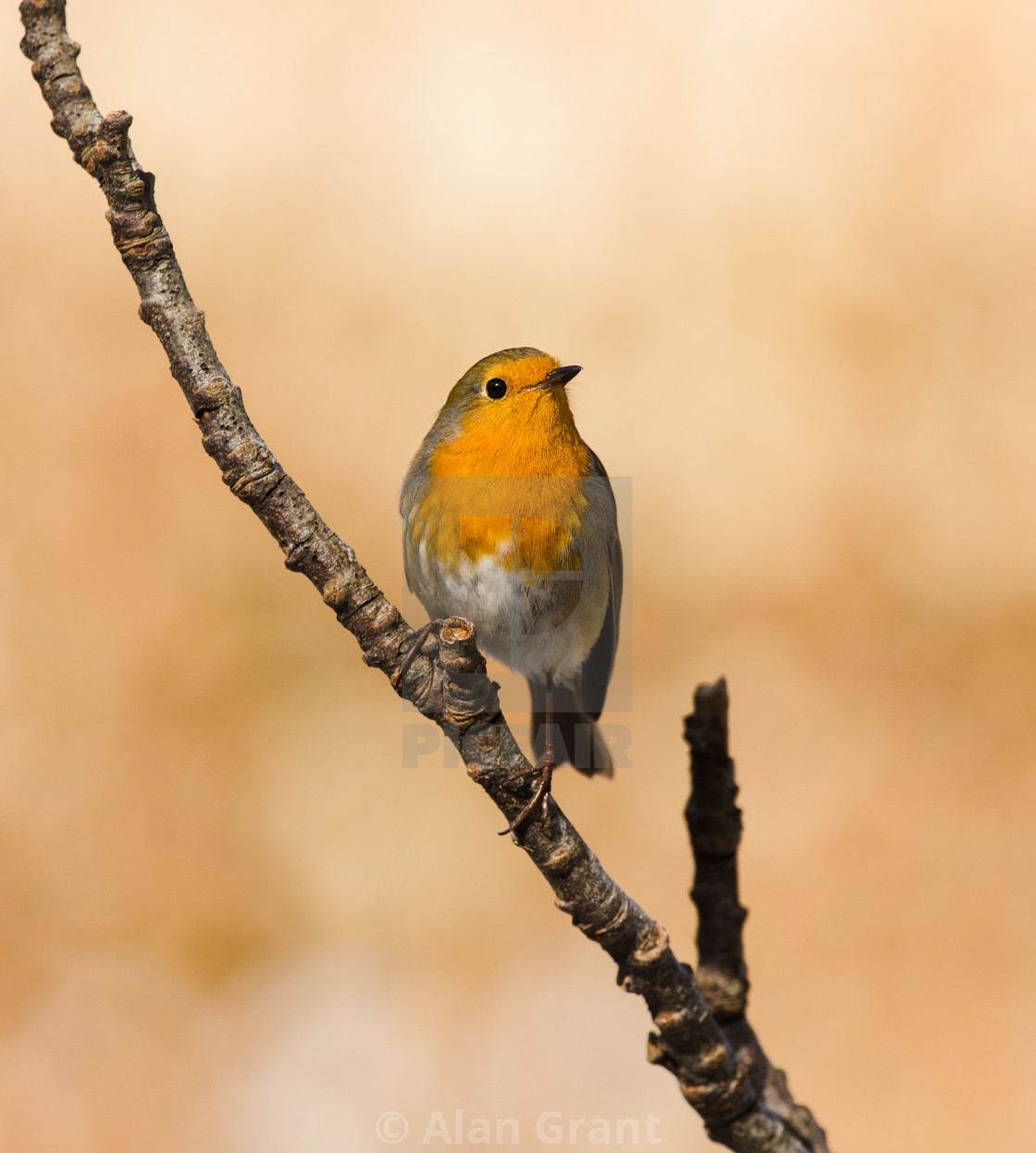 "Robin in autumn light" stock image