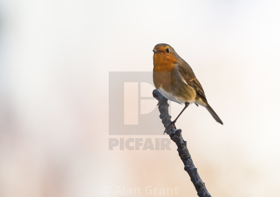 "Robin perched on a branch with clean background" stock image