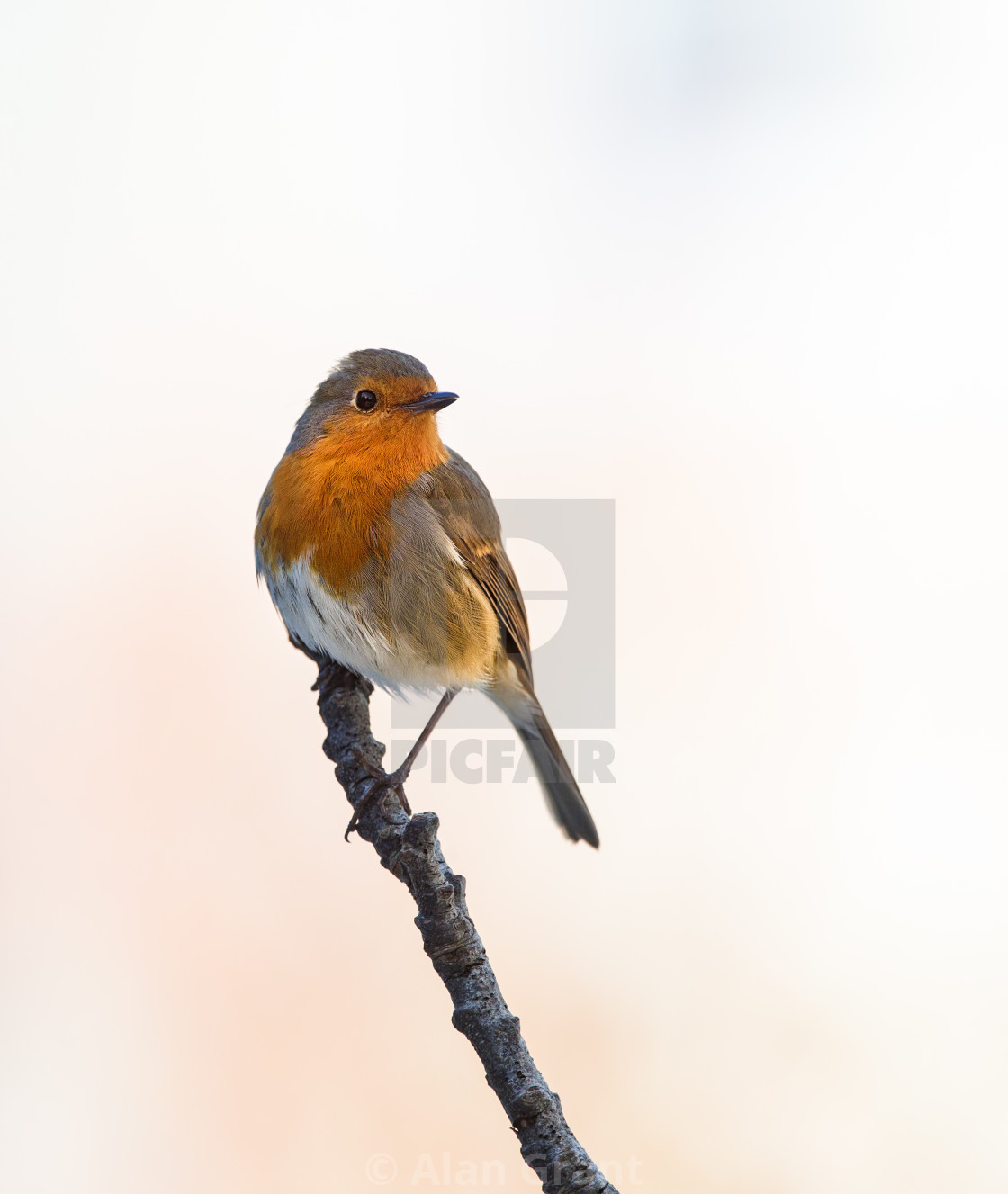 "Robin perched on a branch with clean background" stock image