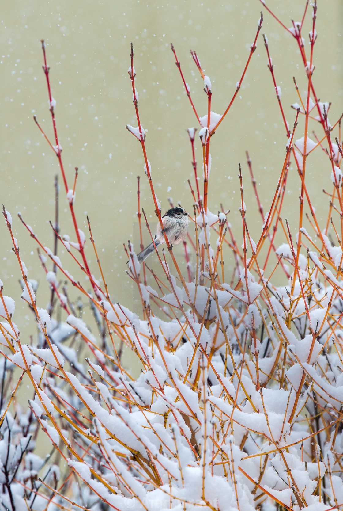 "Long-Tailed Tit on top of a bush in winter" stock image