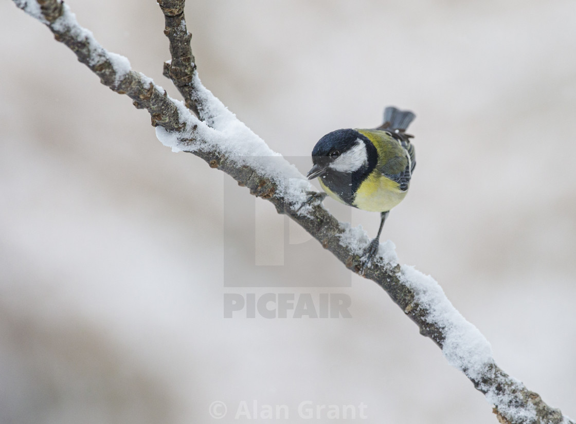 "Great Tit on a snow-covered branch" stock image