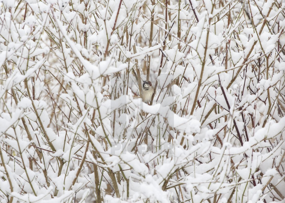 "Sparrow in a snow-covered bush." stock image