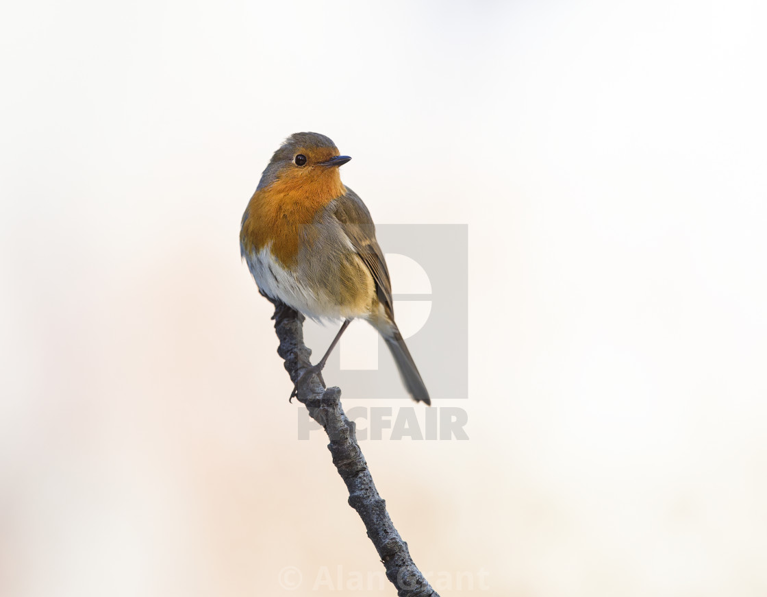 "Robin perched on a branch with clean background" stock image