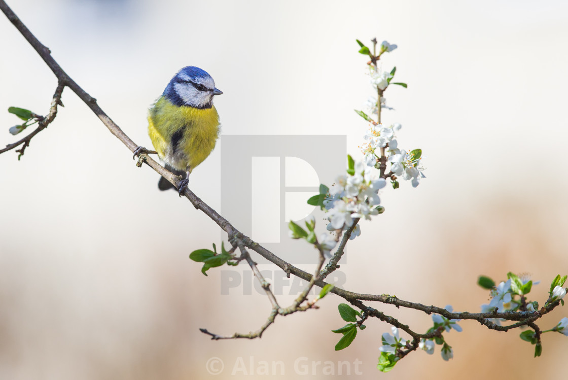 "Blue Tit with blossom" stock image