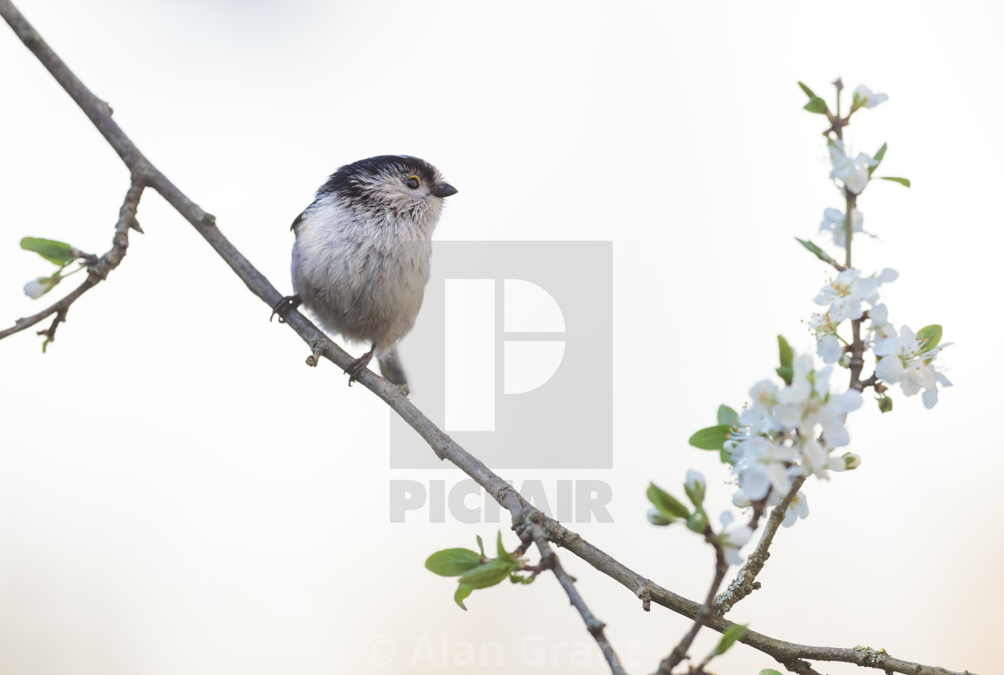 "Long-Tailed Tit on blossom" stock image