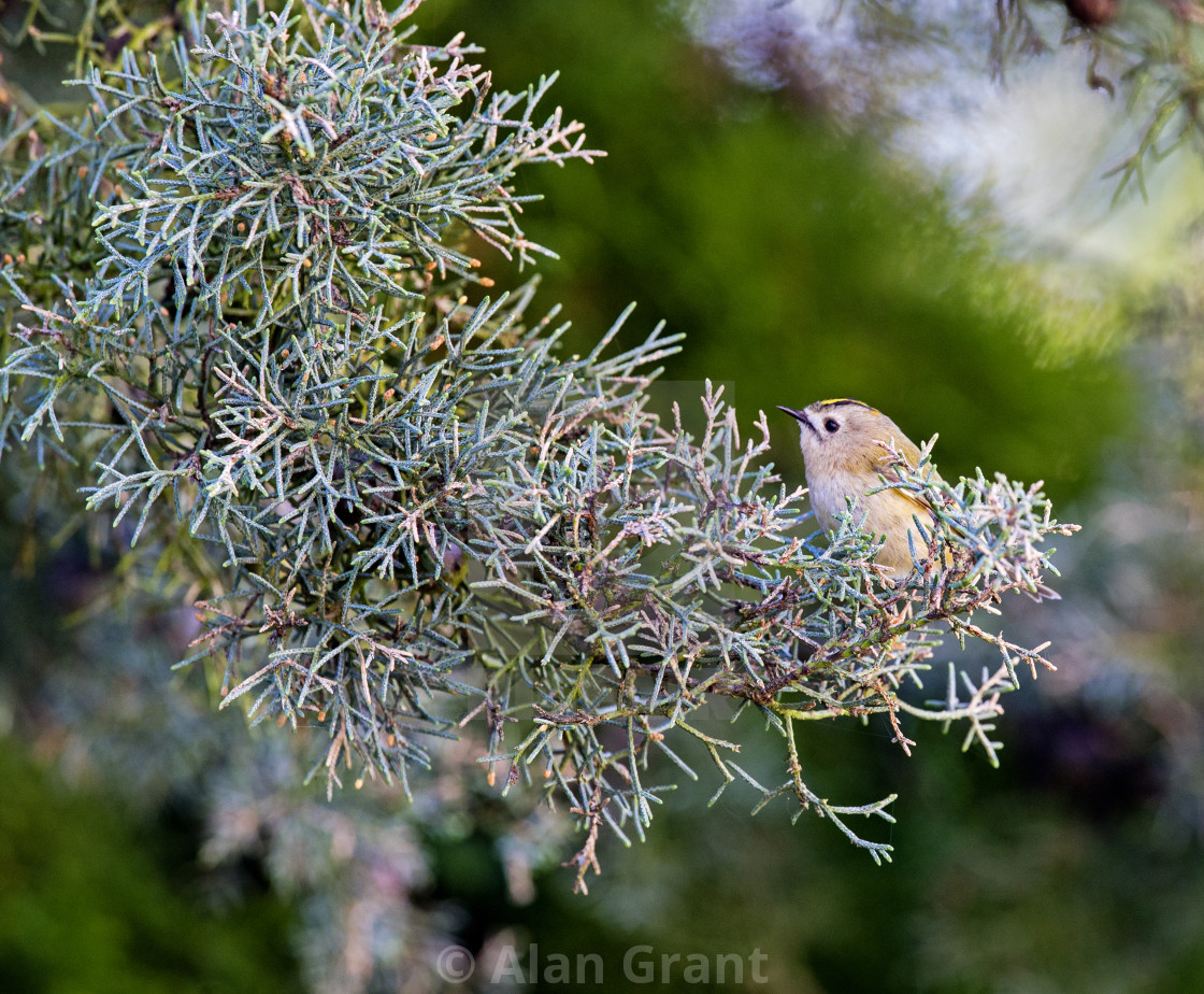 "Goldcrest perched in a Juniper tree" stock image