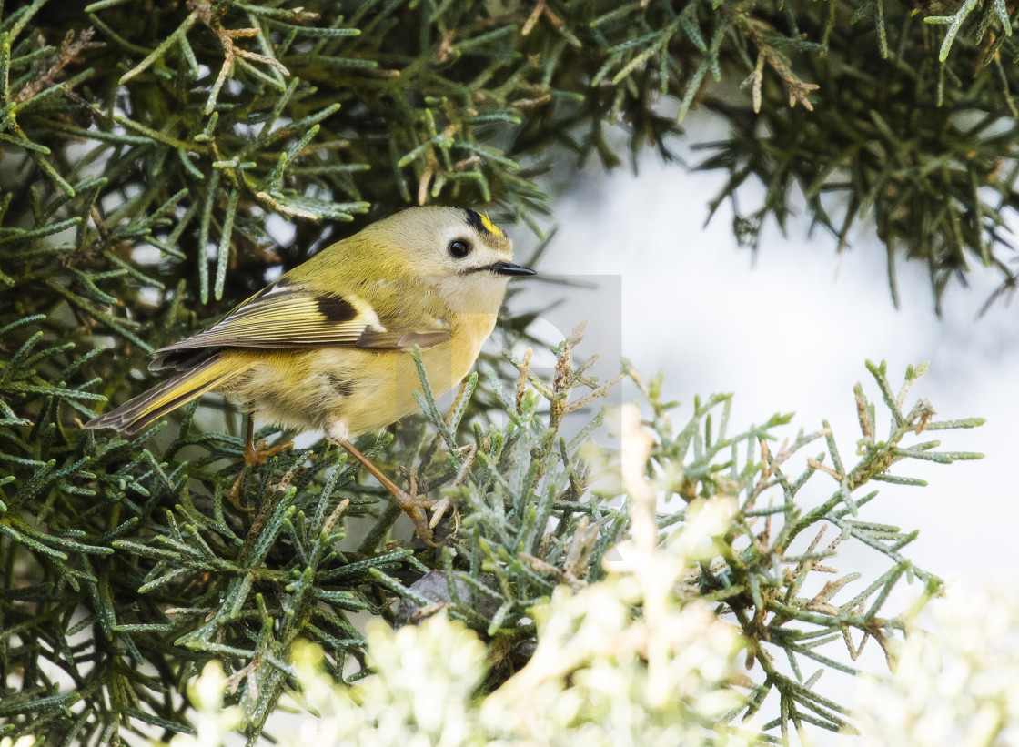 "Goldcrest perched in a Juniper tree" stock image