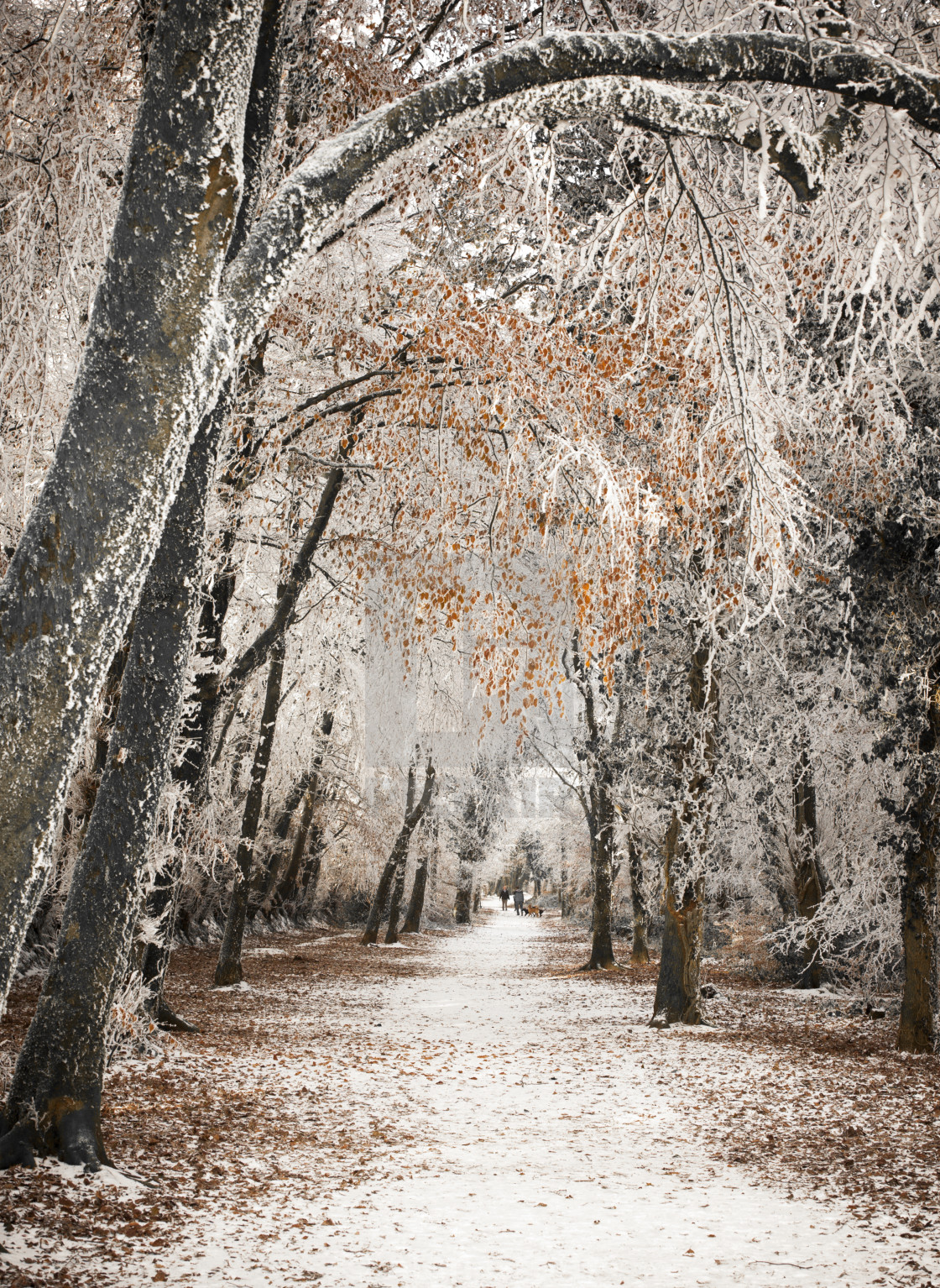 "Dog walking in winter" stock image