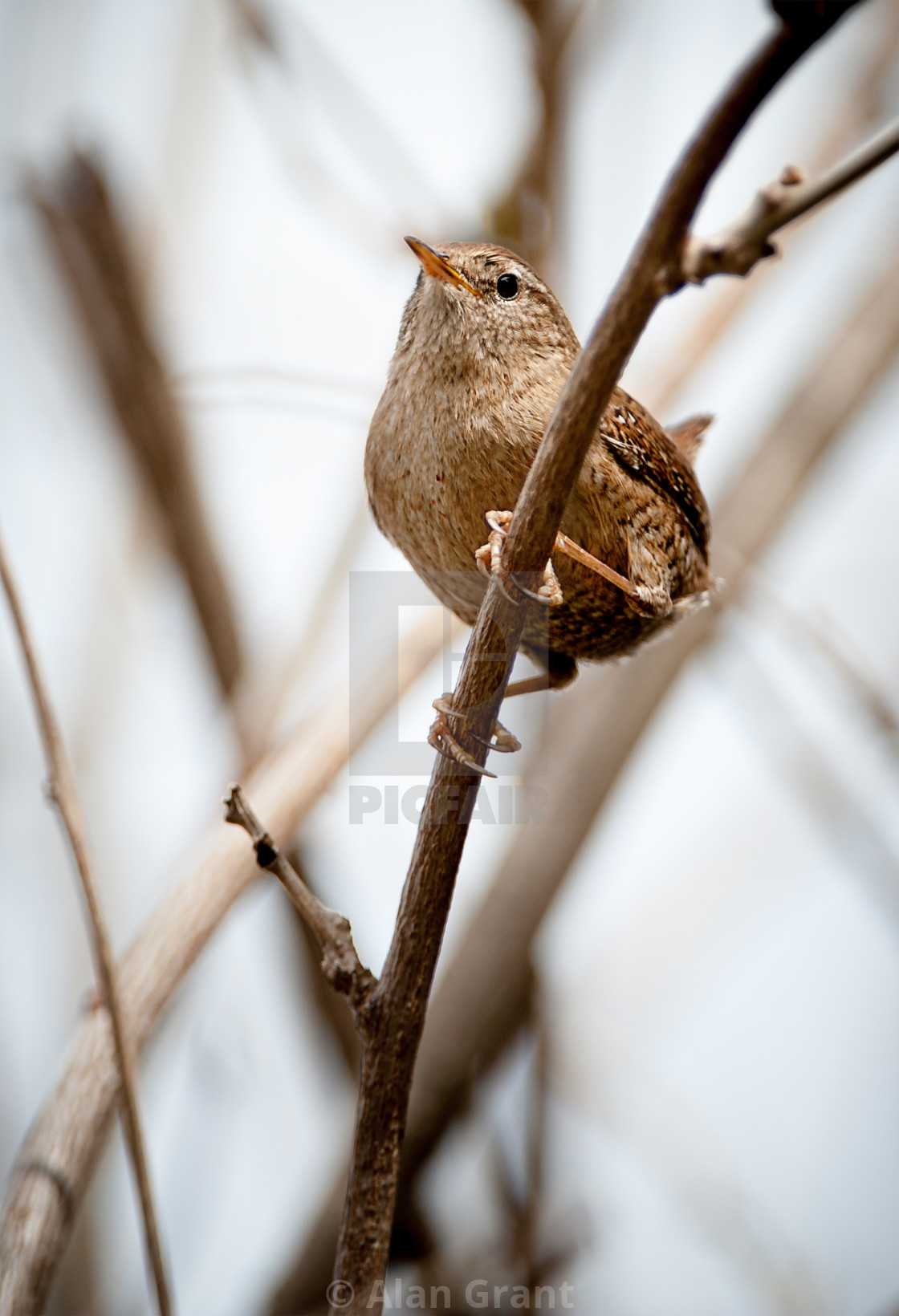 "Wren perched on a branch" stock image