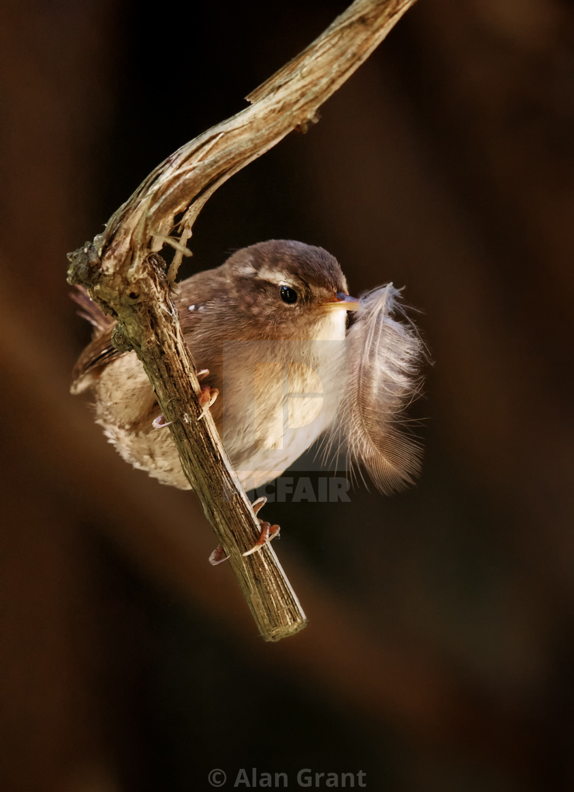 "Wren with feather" stock image