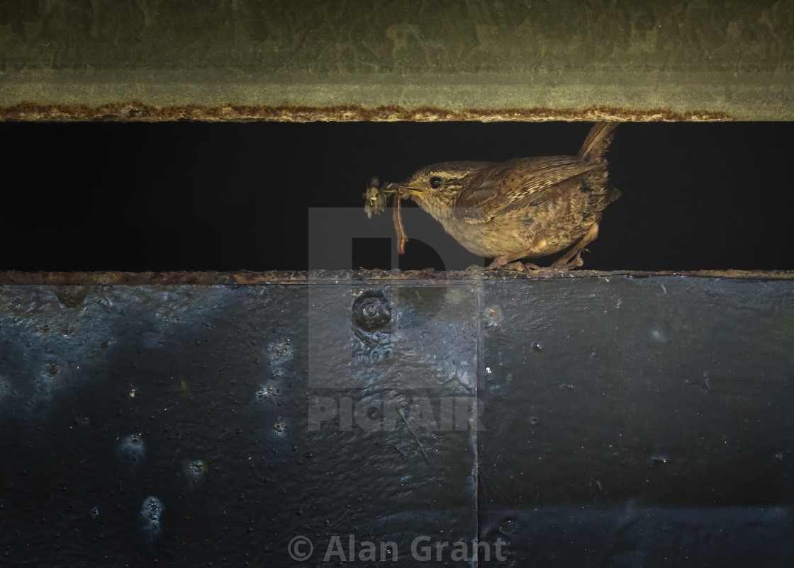 "Wren taking food back to her chicks" stock image