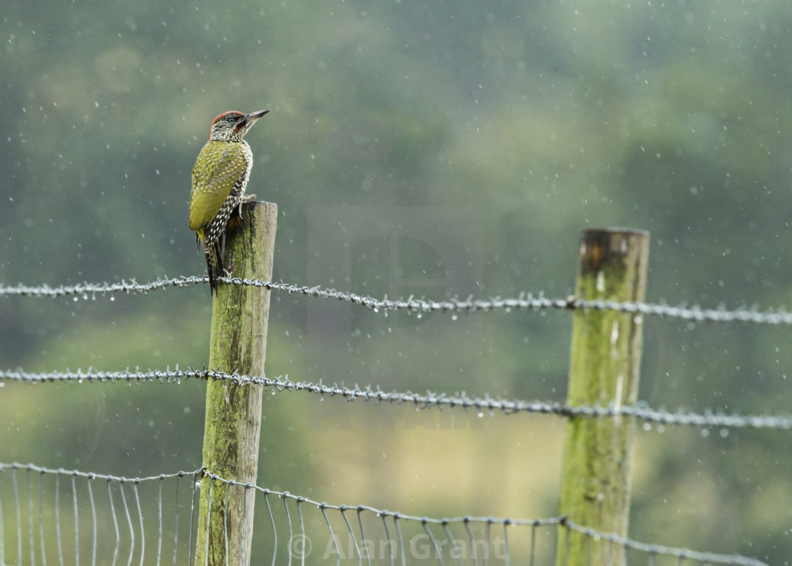 "Green Woodpecker in the rain" stock image